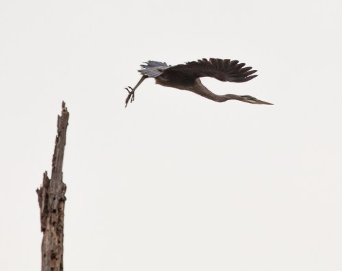 heron_takeoff2_blog
