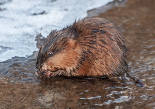 muskrat2_feb_blog