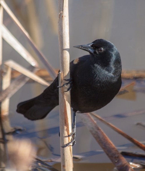 blackbird_hanging_blog