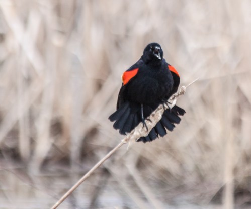 blackbird_singing1_blog