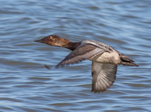 canvasback_flight2_blog