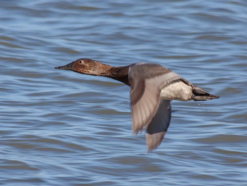 canvasback_flight_blog