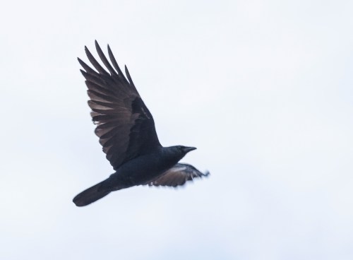 crow_flying_blog
