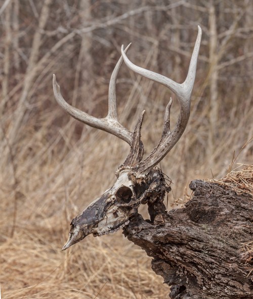 deer_skull2_blog