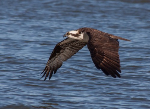 osprey_flight_blog