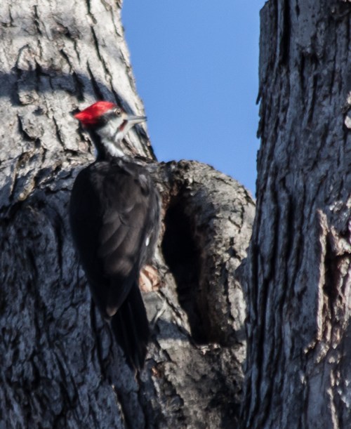 pileated2_march_blog