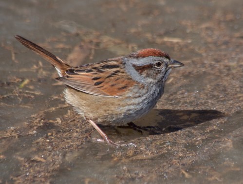 sparrow_shadow_28Feb