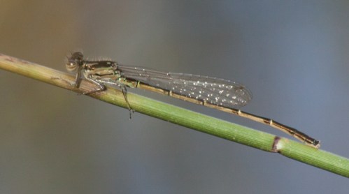 damselfly1a_blog