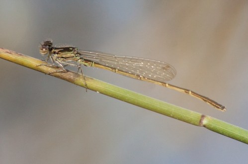 damselfly2a_blog