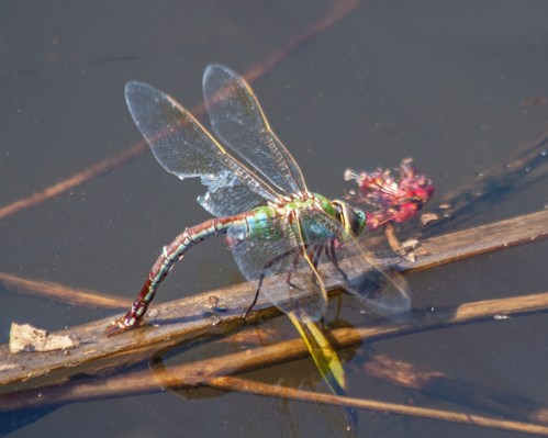 dragonfly_april_blog