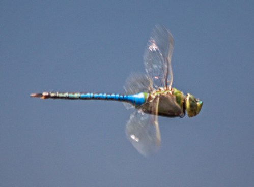 dragonfly_flight_blog
