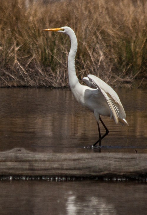 egret3_april_blog