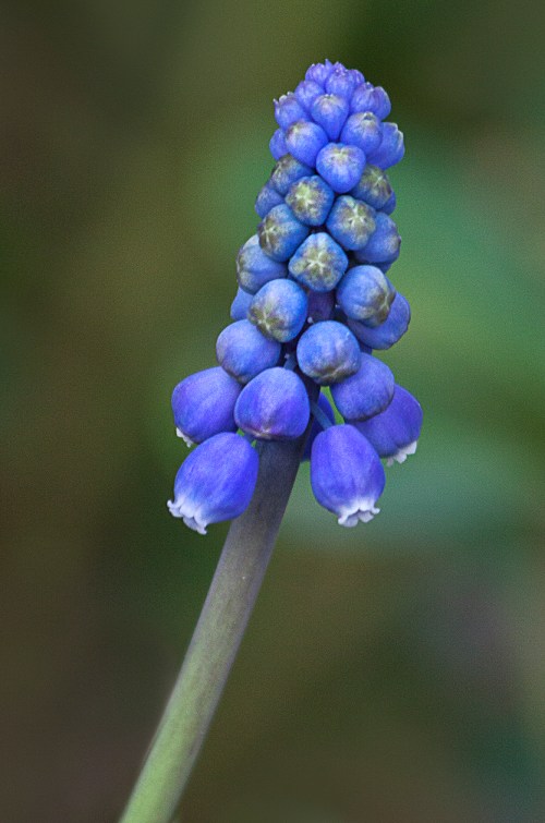 Grape Hyacinth 1 web