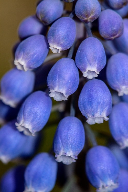 GrapeHyacinth Closeup web