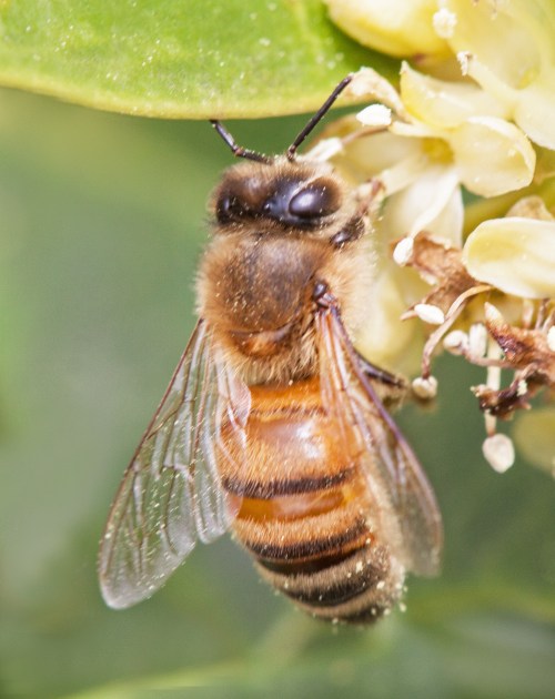 honeybee1_blog