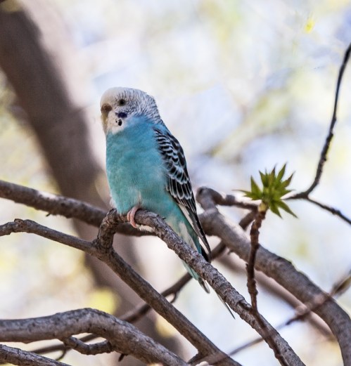 parakeet_21_April_blog