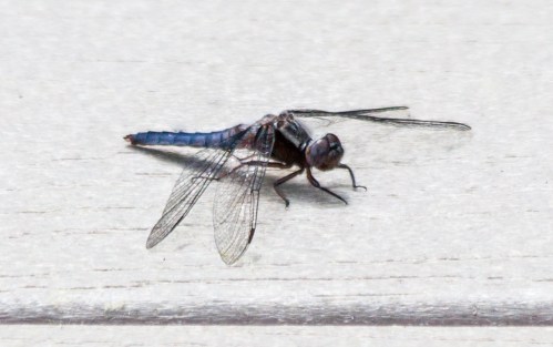 dragonfly_may_blog