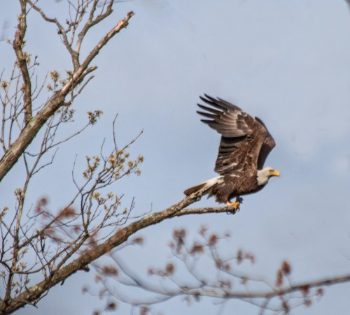 eagle_takeoff1_blog