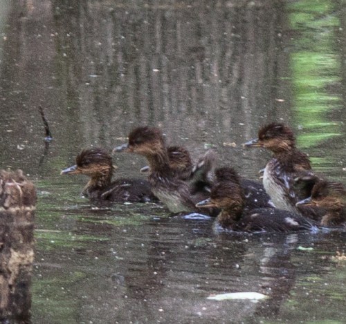 Grainy close-up shot that shows some of the personality of the ducklings.