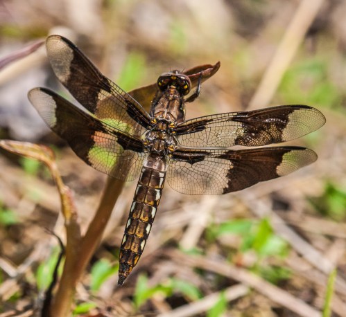 An immature male, with the body pattern of a female and the wing pattern of an adult male