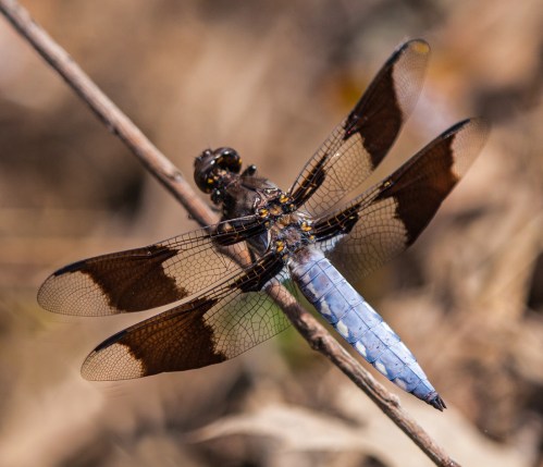 A "tween" male--the abdomen is beginning to turn blue, but the adolescent body pattern still shows