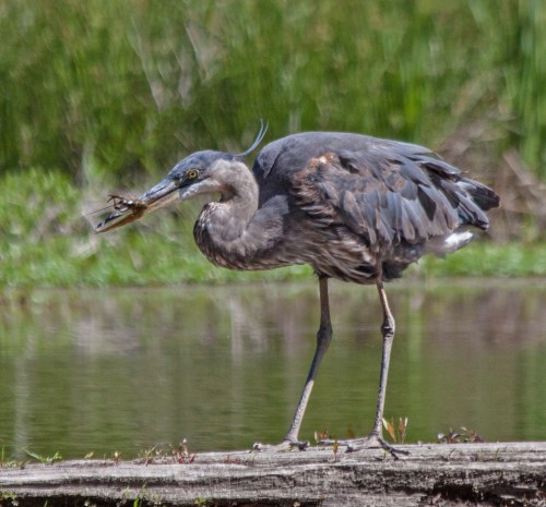 heron_crayfish_blog