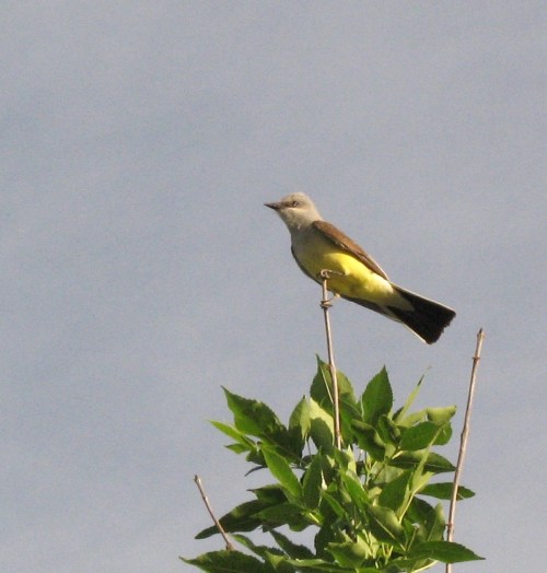 kingbird1_blog