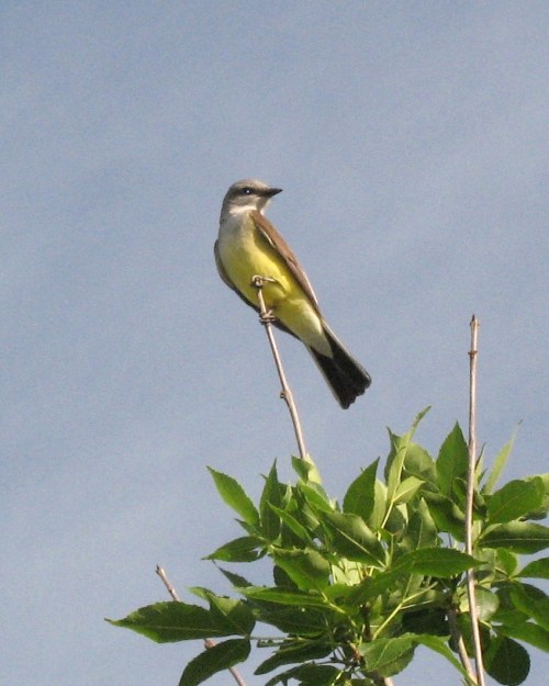 kingbird2_blog