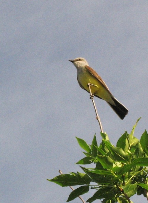 kingbird3_blog