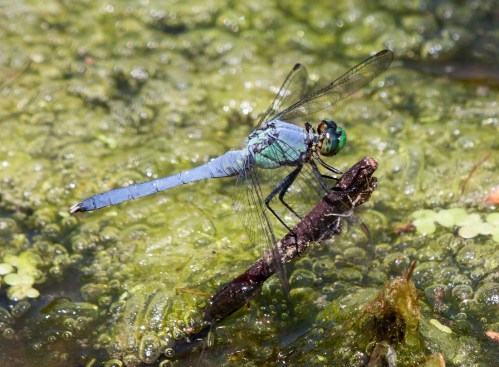 pondhawk1_blog