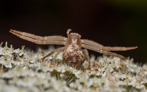 crab spider