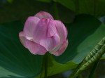 lotus2_blog