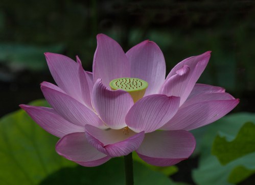 lotus3_blog