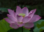 lotus3_blog