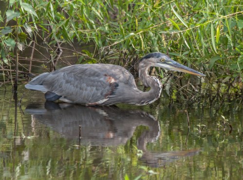 Great Blue Heron