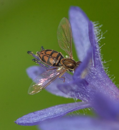 hover fly