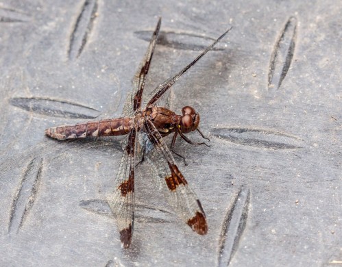 Common Whitetail dragonfly