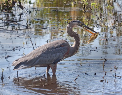 Great Blue Heron Huntley Meadows Park