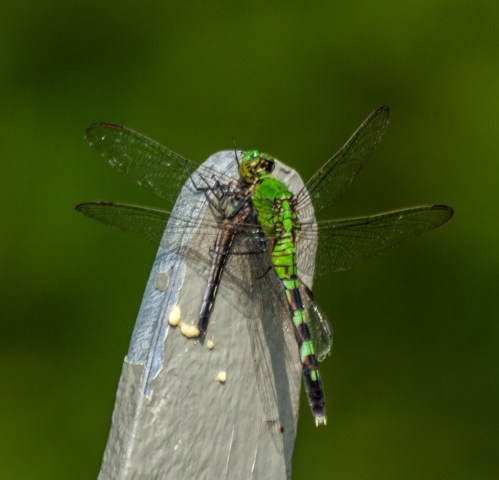 Eastern Pondhawk 