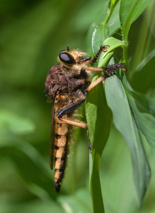 Red-footed Cannibalfly