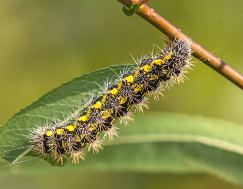 Smeared Dagger Moth caterpillar