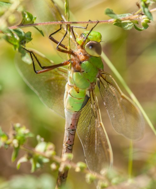 Common Green Darner