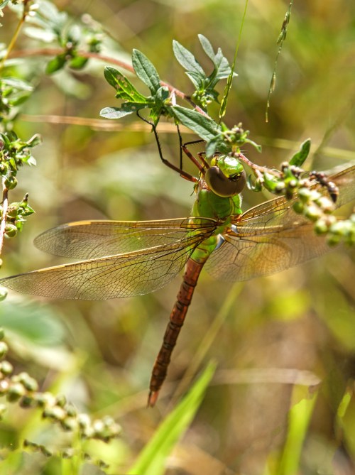 Common Green Darner