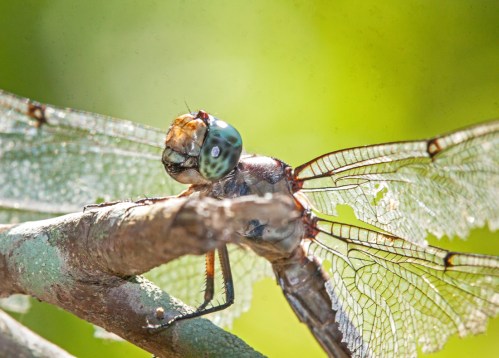 dragon_superclose_blog