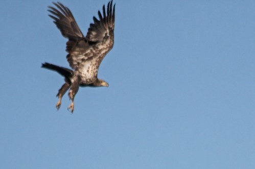 eagle1_blog_sep