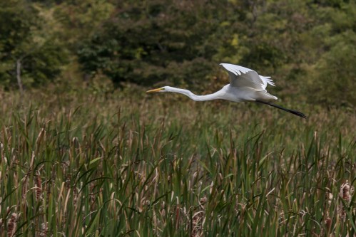Great Egret