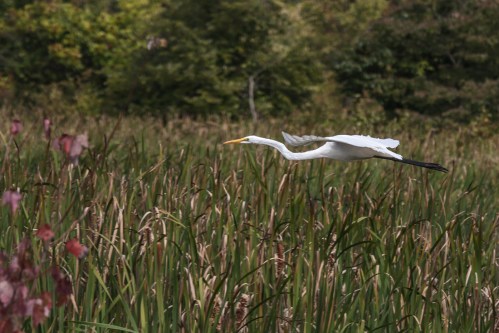Great Egret