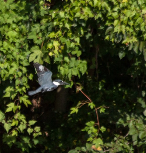 Belted Kingfisher