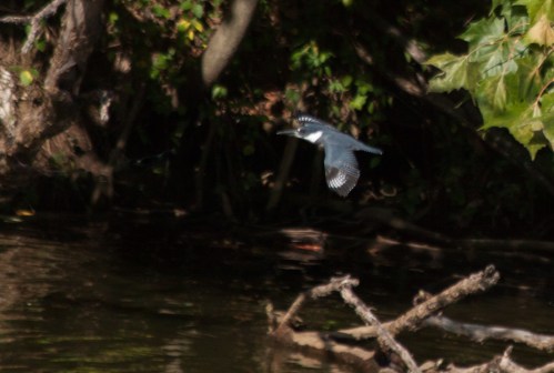 Belted Kingfisher