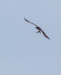osprey2_catch_blog